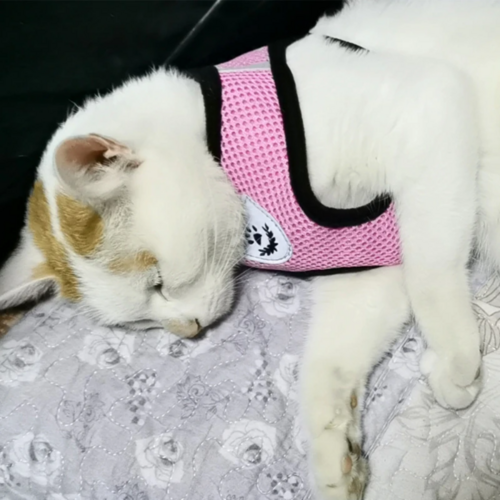 Harnais pour chat et chien