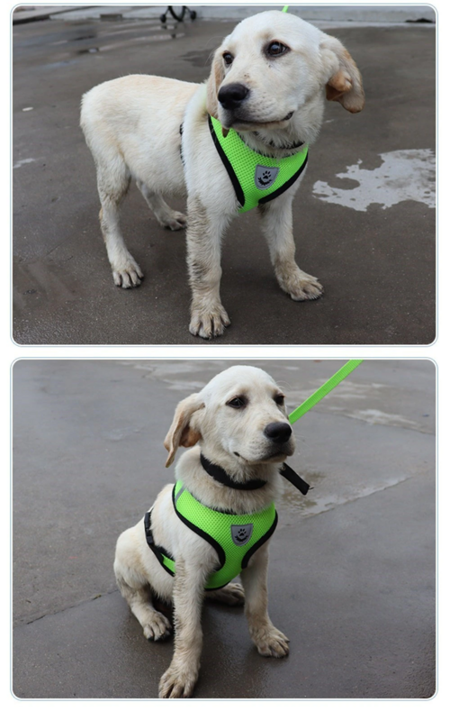 Harnais pour chat et chien