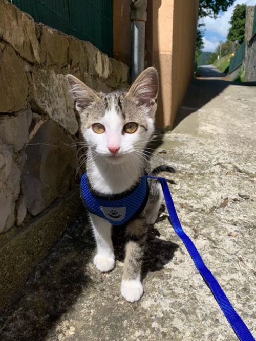 Harnais pour chat et chien