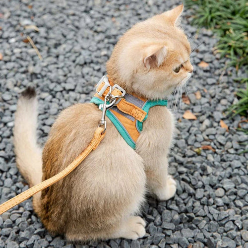 Harnais ajustable pour chat avec laisse