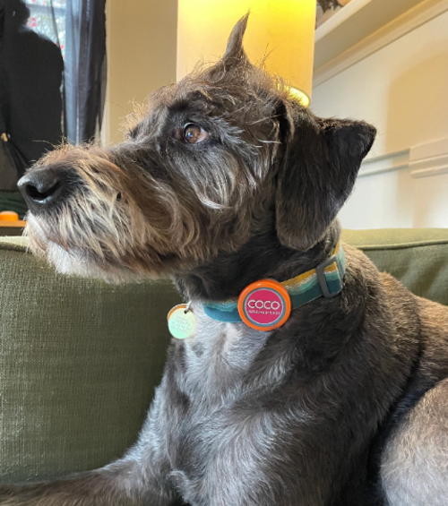 Hundehalsband und Katzenhalsband